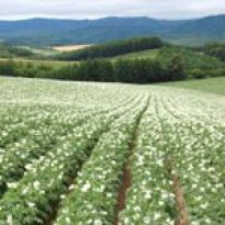 Przybędzie gruntów pod inwestycje w budownictwie