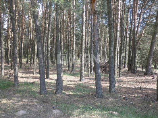 Grunt leśny na sprzedaż Dębowa Góra